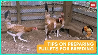 Tips on Preparing Pullets for Breeding