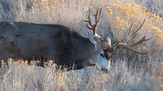 Huge Bucks, Bulls, and Rams!!