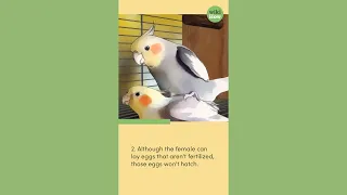 Can Cockatiel Eggs Hatch Without a Male?