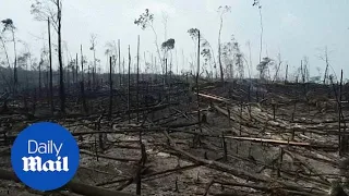 Wildfire devastation of Amazon rainforest revealed by drone footage
