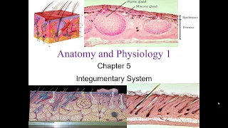 Chapter 5 Integumentary System