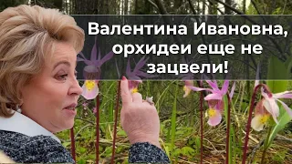 Валентина Ивановна, орхидеи еще не зацвели!