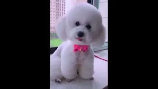 Cutesy Funny Animals Compilation 90 - Watch These Furry Friends Have FUN!