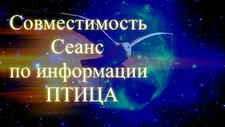 Совместимость в паре. Птица. Сеанс по информации. Елена Бэкингерм