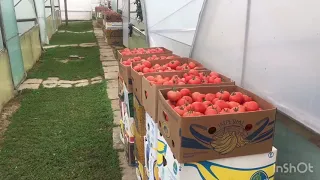 Перша виборка томатів Бодерін