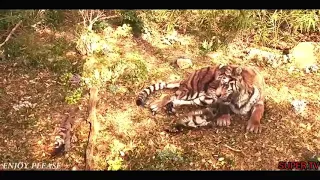 Великий Тигр против несколько групп охотников.Очень Крутой Фильм Великий Тигр 2015