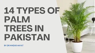 14 Different Types of Palm in Pakistan | Different Varieties of Palm plants | Indoor Plants