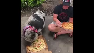 Hamilton the Pig takes on a Ruckus Pizza