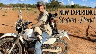 Outback sheep station muster with Aeroplanes 🐑✈️ Lifetime dream ✅ (Ep207)