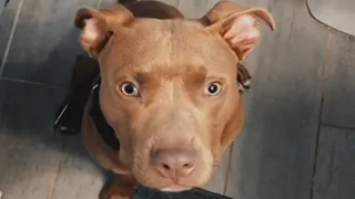 People don't like Ted because he's a pit bull. His mom wants to change that.