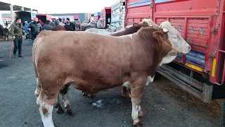 26 MART SALI KIRIKKALE HAYVAN PAZARI GÜNCEL FİYATLAR