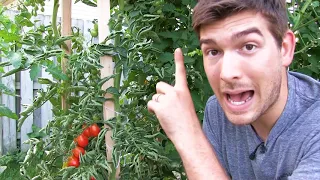 Our 6 Step Secret to Growing 10+ FOOT Tall Tomatoes ....Organically!