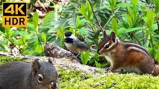 Cat TV for Cats to Watch 😺 Cute Birds, Chipmunks, Squirrels in the Forest 🐦🐿️ 8 Hours(4K HDR)