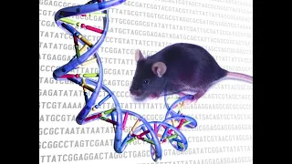 Genetic Redundancy - Mouse Genome Knockout Tests