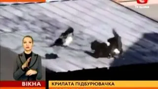 Ворона поссорила двух котов