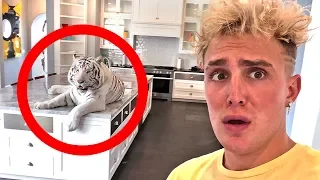 A Wild Tiger Broke Into Our House..