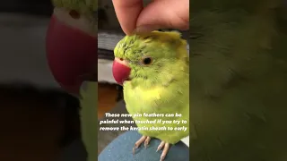 Helping My Parrot With His Pin Feathers ❤️