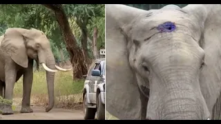 Elephant With Bullet Lodged In Head Runs Up To Humans And Asks For Help