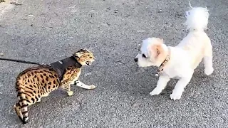 F2 Savannah Cat vs Dog