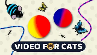 CAT GAMES - Catch the Rolling Ball, Mice, Ants, Strings, Butterflies | Video for Cats | CAT & DOG TV