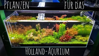 Pflanzen für das Hollandaquarium - Dutch Style Teil 4