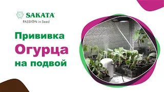 Прививка огурца на подвой #какпривитьогурец #выращиваниеогурца #урожайныйогурец #подвойдляогурца