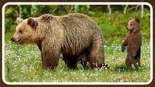 Brown Bears - The Ultimate Sniffers of the Animal Kingdom