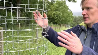 Tree guards with built in thorns protect trees.