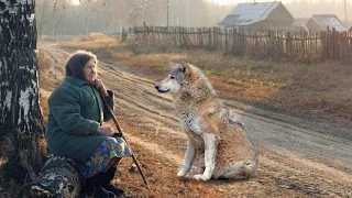 Обманутая старушка осталась одна во всей деревне и уже отчаялась, пока не повстречала волка