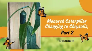 Monarch Caterpillar Changing to Chrysalis, Part 2