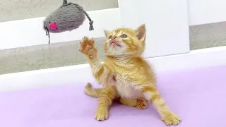 Adorable little kitten catching a toy mouse - funny kitten playing with a meow-tastic twist!