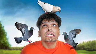 PIGEON PRANK ON BEST FRIEND