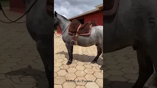 caballo criollo brasilero #folklore #geneticacrioula #doma
