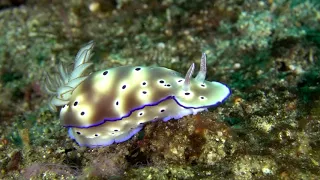 Lembeh 2017