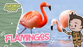 Flamingo Facts for Kids | George & Toby Wildlife Rangers | Animal Facts For Kids