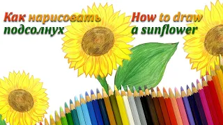 Как нарисовать подсолнух / How to draw a sunflower / Рисуем с детьми