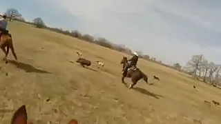 Охота 🐎 кабана, на лошадях, с собаками.