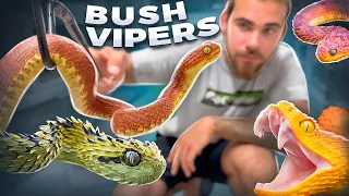 15 Beautiful VENOMOUS VIPERS !!! (All Colors)