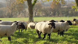 À la rencontre de Thomas, un éleveur d'agneaux bio en Bretagne