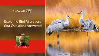 Exploring Bird Migration: Your Questions Answered