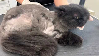 Severe matted Persian cat after full clip