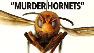 Everything You Need To Know About Murder Hornets In 6 Minutes