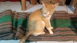 Oren Banu Cat Cleaning Its Body