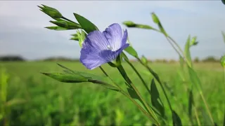 Лён, лён мой , лён...