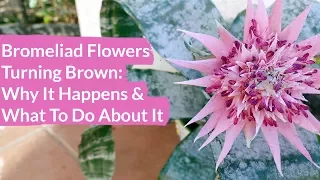 Bromeliad Flowers Turning Brown & How To Prune Them / Joy Us Garden