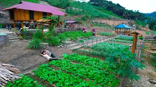 Sang Vy and how to grow and harvest clean vegetables to sell and cook with family - Sang Vy farm