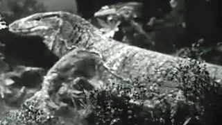One Million B.C. [1940] - Megalania Screen Time