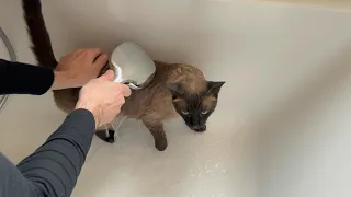 Siamese cat Armas has a shower