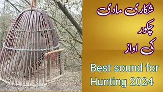 Mada chakor ki awaz | female Partridge voice for hunting 2024 | keklik sesi dişi erkek #birdslovers