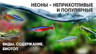 Неоны - неприхотливые аквариумные рыбки. Виды. Содержание. Биотоп